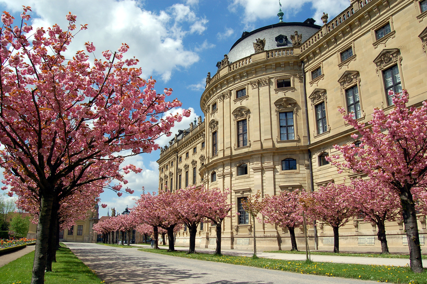 The Würzburg Residence palace framed by blooming pink cherry blossom trees